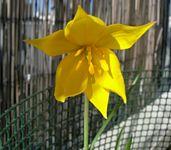 tulipe-sauvage.jpg