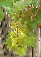 vigne-gemerie.jpg