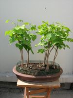GinkgoBiloba-20170504