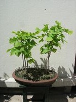 GinkgoBiloba-20190515