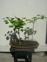 GinkgoBiloba-20210507