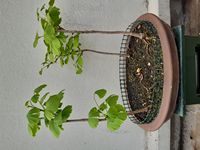 GinkgoBiloba-20230428