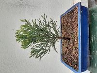 SequoiaGeant-20230428