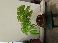 FlamboyantRouge-20240406
