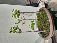 GinkgoBiloba-20240406