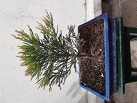 SequoiaGeant-20240406