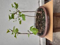 GinkgoBiloba-20250504