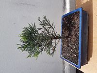 SequoiaGeant-20250504
