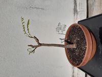 FlamboyantRouge-20260502