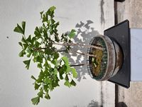 GinkgoBiloba-20260502