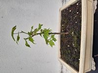 Liquidambar-20260502