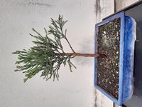 SequoiaGeant-20260502